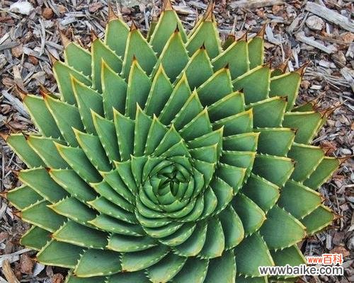 探究芦荟花语的含义与传说 揭开芦荟花语的神秘面纱