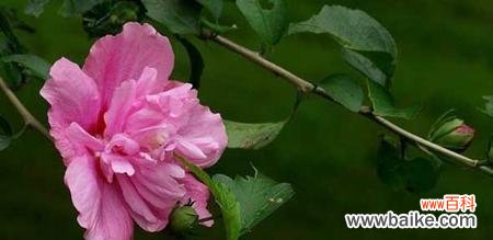 探寻木槿花语的世界 木槿花的意义和象征