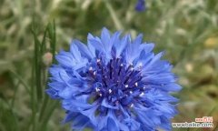 揭秘矢车菊的丰富内涵 矢车菊花语与寓意