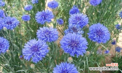 揭秘矢车菊的丰富内涵 矢车菊花语与寓意