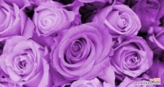 解密花语，情话无声间传递 玫瑰数量代表的花语