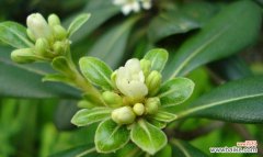 诠释花语的世界——海棠花 海棠花语，传递生命之美