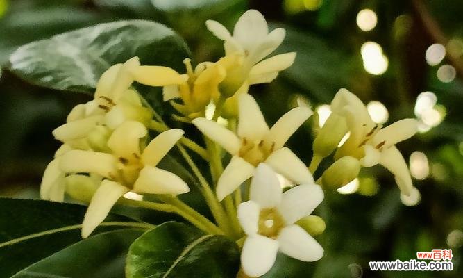 诠释花语的世界——海棠花 海棠花语，传递生命之美