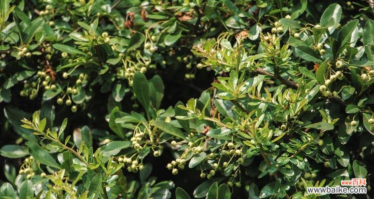 诠释花语的世界——海棠花 海棠花语，传递生命之美