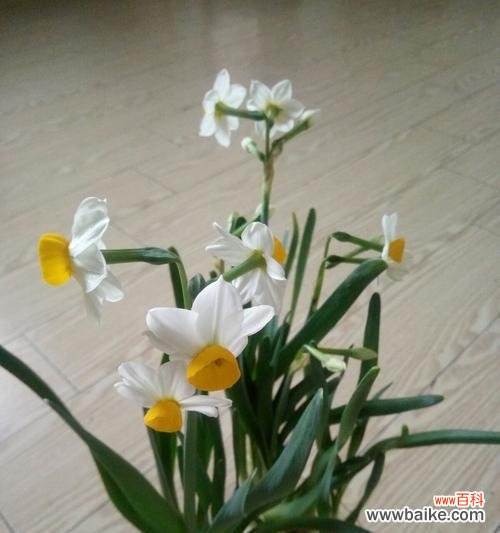 水仙恋的起源 解析水仙恋的含义与特点