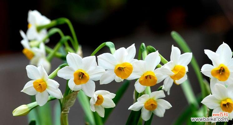 水仙恋的起源 解析水仙恋的含义与特点