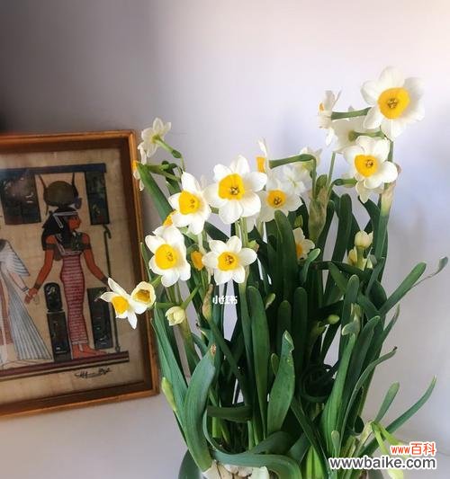 揭秘水仙花的色彩奇观 水仙花的多彩世界