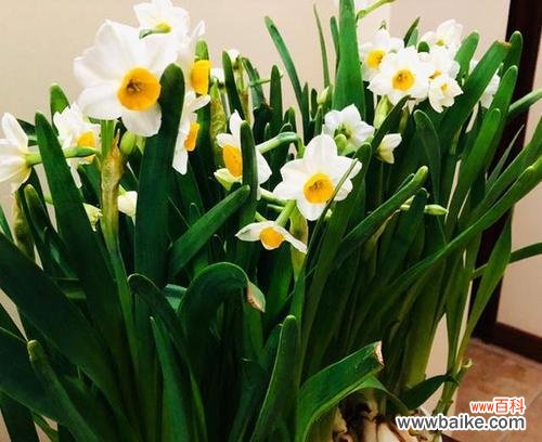 揭秘水仙花的色彩奇观 水仙花的多彩世界