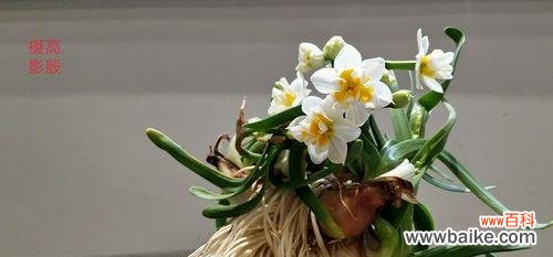 揭秘水仙花的色彩奇观 水仙花的多彩世界