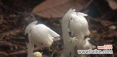 鸢尾花的美丽与死亡的对比 悼念与希望