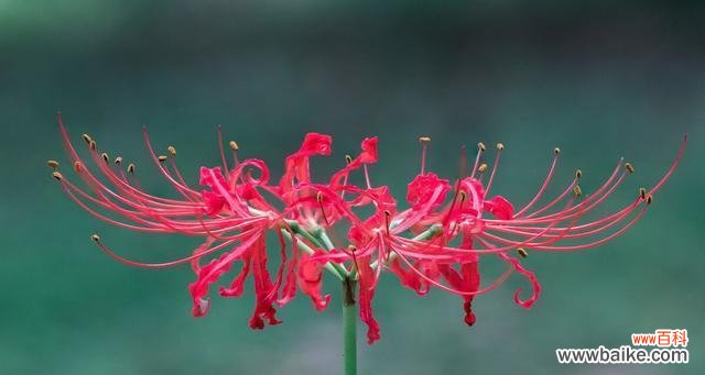 鸢尾花的美丽与死亡的对比 悼念与希望