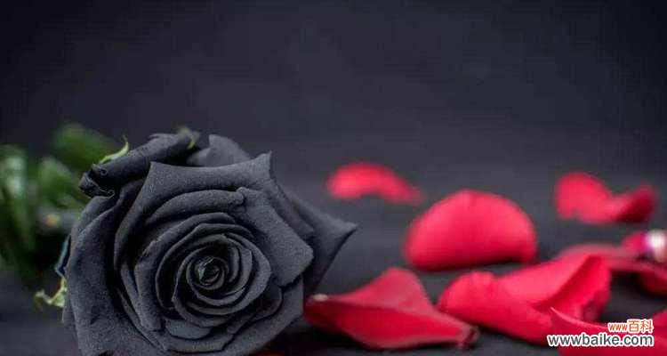 鸢尾花的美丽与死亡的对比 悼念与希望