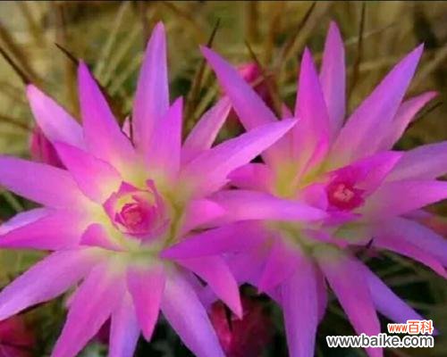 以牵牛花之花语追寻心愿的奇妙旅程 以牵牛花的花语实现愿望