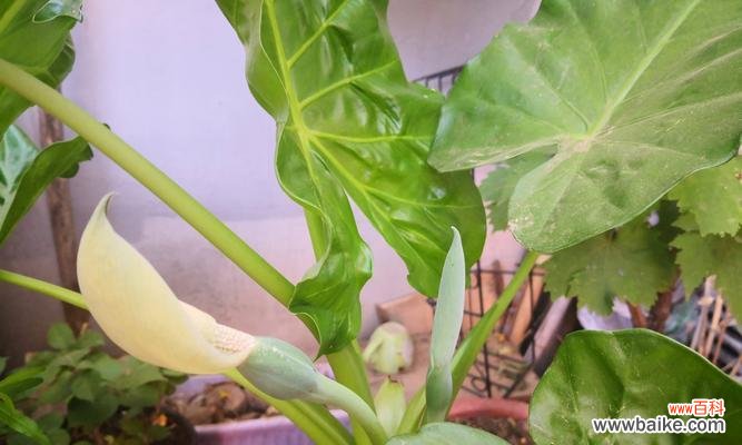 十字绣中的传统文化之美 滴水观音的美丽寓意