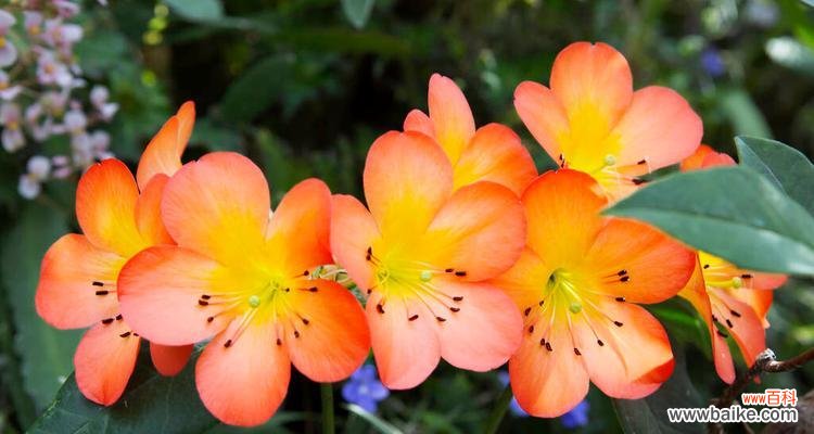 解析蓝色风铃草的花语及其神秘背后隐藏的秘密 探寻蓝色风铃草的独特花语之谜