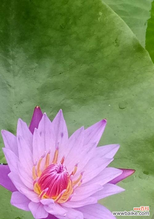 揭秘埃及蓝睡莲花语与文化意义 埃及蓝睡莲