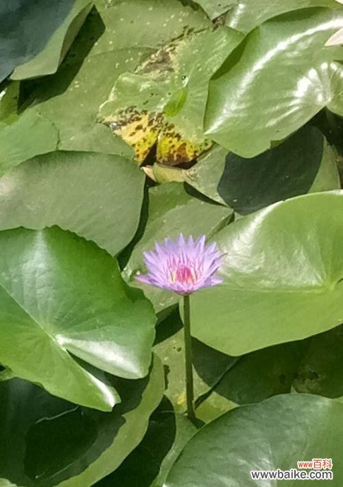 揭秘埃及蓝睡莲花语与文化意义 埃及蓝睡莲