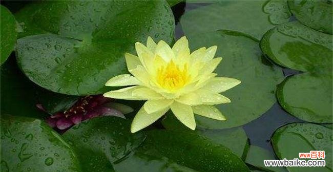 揭秘埃及蓝睡莲花语与文化意义 埃及蓝睡莲