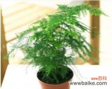 探寻文竹花语的深层含义 永恒心意——文竹花语的象征