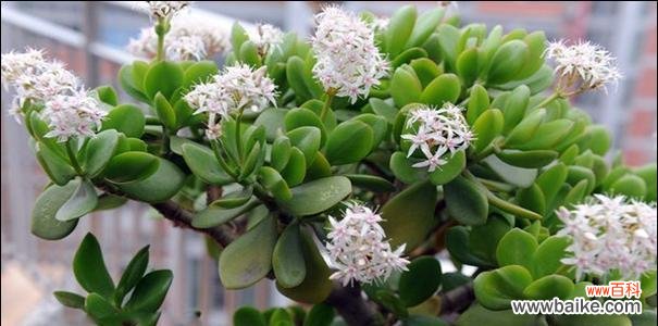 探索万年青的文化内涵与象征意义 万年青的象征意义——生命力与希望