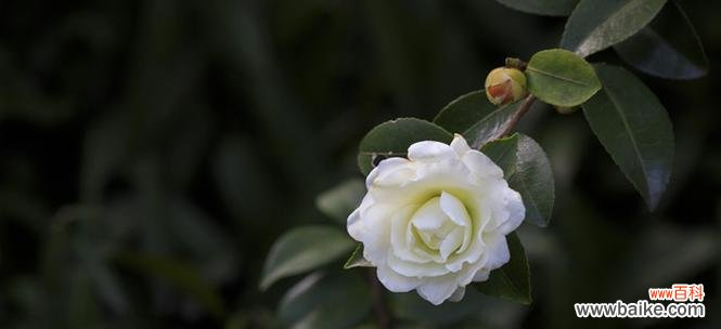 探索泰戈尔山茶花的意义与美丽 泰戈尔山茶花的寓意与魅力