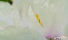 白凤牡丹花语及其传承的文化内涵 白凤牡丹花语