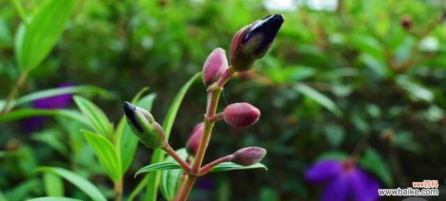 探寻巴西野牡丹的美丽与深意 以巴西野牡丹的寓意与象征