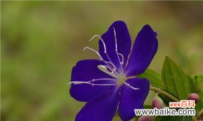 探寻巴西野牡丹的花海 巴西野牡丹花语