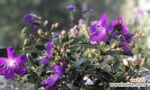 探寻巴西野牡丹的花海 巴西野牡丹花语