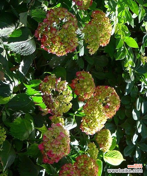 八仙花的花语与美丽传说 八仙花