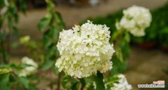 八仙花的花语与美丽传说 八仙花