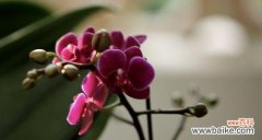 以舞蹈之姿 芭蕾舞兰花的花语——优雅与坚韧的结合