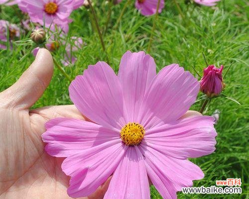 探索波斯菊花语的魅力与传承 以矮杆波斯菊花语传递的情感与意义