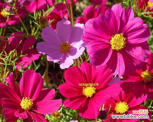 探索波斯菊花语的魅力与传承 以矮杆波斯菊花语传递的情感与意义