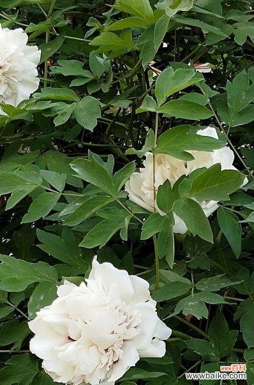 白牡丹红牡丹的花语与文化内涵 白牡丹红牡丹