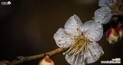 绽放清香 白梅花之语——诗意与美丽的象征