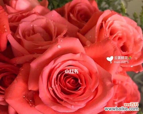 探索金香玉玫瑰花语的深层含义和魅力 金香玉玫瑰花语的神奇力量