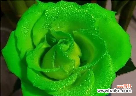 揭示九星蓝狐玫瑰的独特花语 九星蓝狐玫瑰花语之美丽与神秘