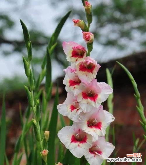 探寻剑兰花的花语与象征意义 剑兰花语之美——坚韧与优雅