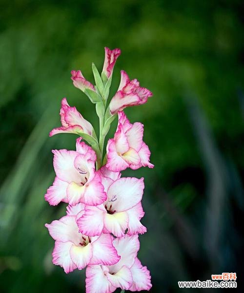 探寻剑兰花的花语与象征意义 剑兰花语之美——坚韧与优雅