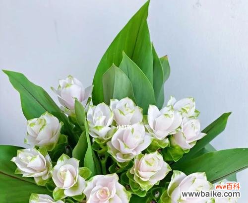 姜荷花的神秘与美丽 姜荷花的花语