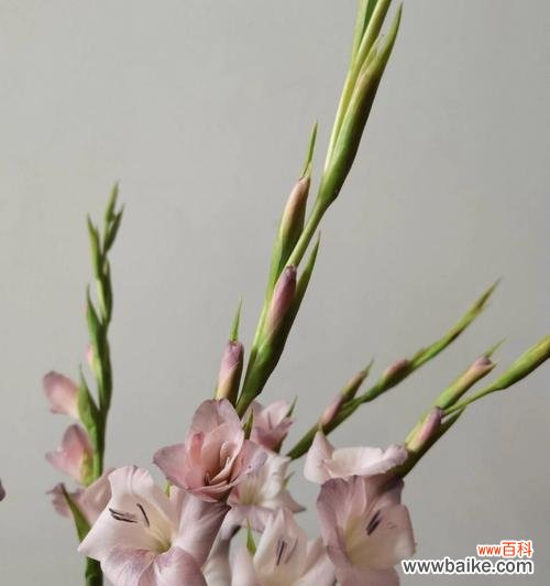 探寻剑兰花的深层内涵和象征意义 剑兰花花语的意义与解释