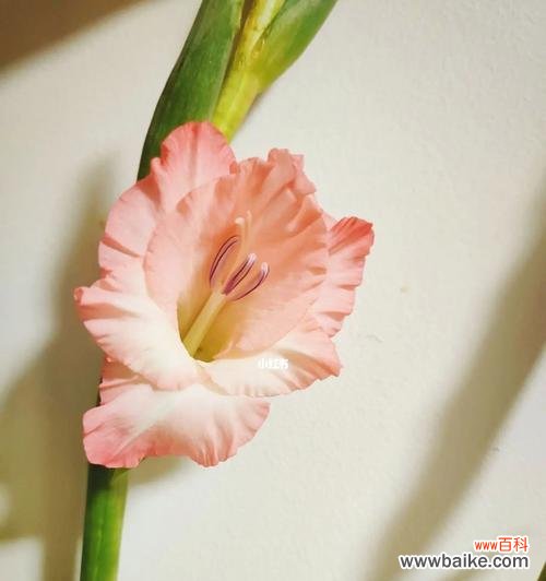 探寻剑兰花的深层内涵和象征意义 剑兰花花语的意义与解释