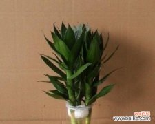 在生活中感受金边富贵竹的深刻寓意 金边富贵竹花语