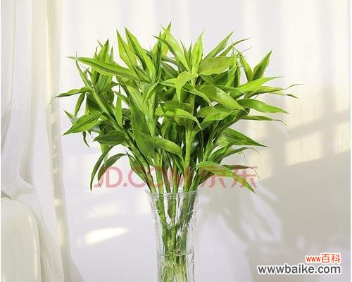 在生活中感受金边富贵竹的深刻寓意 金边富贵竹花语
