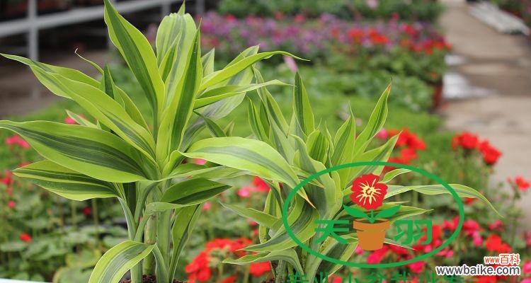 在生活中感受金边富贵竹的深刻寓意 金边富贵竹花语