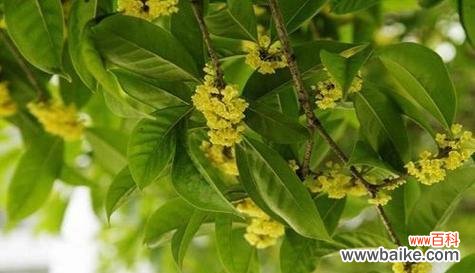 探寻金桂花树的神秘花语及其象征意义 金桂花树的花语与美丽的意义