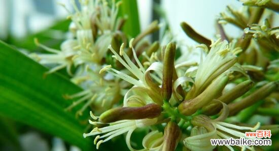 永恒之爱与美好的祝福 金心百合竹花语