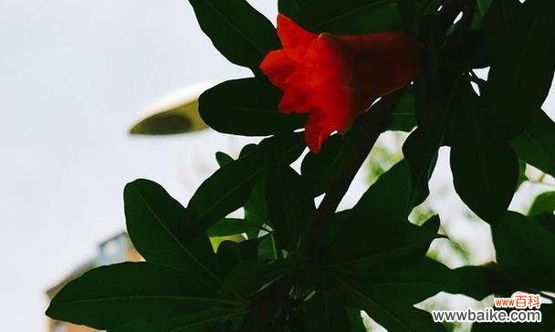 九月桃花刀 九月桃花刀的传说与意义