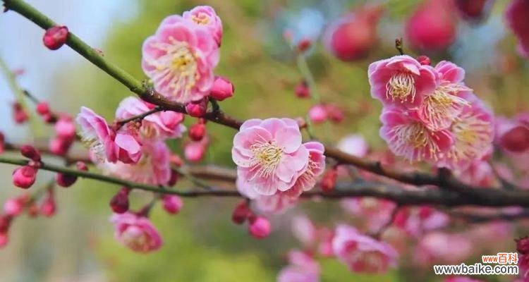 九月桃花刀 九月桃花刀的传说与意义